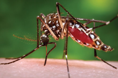Những điều chưa biết về loài muỗi đáng ghét