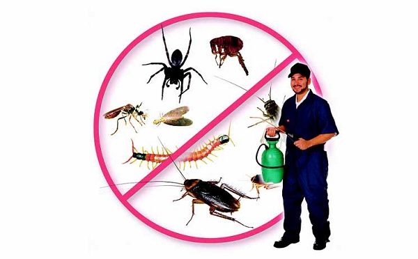 Dịch vụ diệt côn trùng tại nhà bảo vệ gia đình của chính bạn!