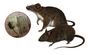 dịch vụ diệt chuột