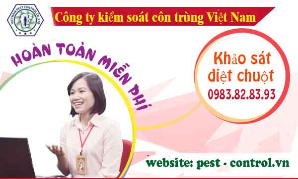 Diệt mối tại Xuân Trường Nam Định